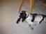 Cocker spaniel Moetly R.I.P