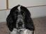 Cocker spaniel Moetly R.I.P