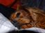 Cavalier king charles spaniel Blue Bell (Diesel) V.P.P - putter