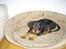 Rottweiler Shanti *R.I.P* - Lille mig i en stooor kurv