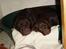Labrador retriever Luna (Vita) - Her sover vi da godt..:D Luna og Laika:D