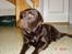 Labrador retriever Luna (Vita) - Fine Luna<3