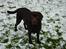 Labrador retriever Luna (Vita) - Er jeg ik´ bare fin? Luna på græsplænen en snevejrs dag<3