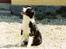 Border collie Hidden farms Heather Fraj - jeg er meget opmærksom
