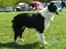 Border collie Hidden farms Heather Fraj - på udstilling på Hjerl Hede