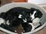 Border collie Hidden farms Heather Fraj - Her er jeg med mine hvalpe