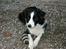 Border collie Hidden farms Heather Fraj - Jeg hviler på gårdspladsen