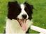 Border collie Hidden farms Heather Fraj