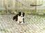 Border collie Hidden farms Heather Fraj - er jeg ikke bare dejlig