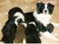 Border collie Hidden farms Heather Fraj - mig og mine små