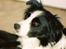 Border collie Hidden farms Heather Fraj