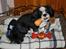 Shih tzu Gizmo - Ca 9½ mdr
