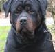 Rottweiler Jack 