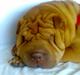 Shar pei Lajka 