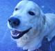 Golden retriever Buster