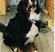 Berner sennenhund Ally aus dem Lauenb. Land