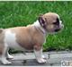 Fransk bulldog melvis