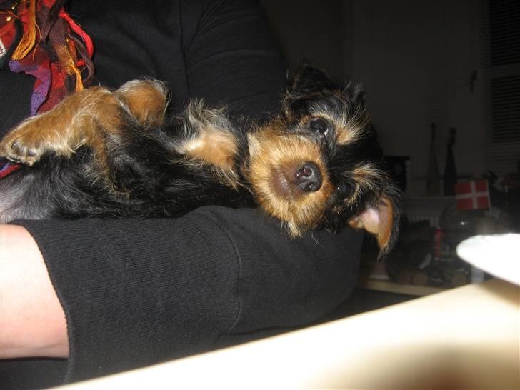 Blanding af racer Norah billede 9