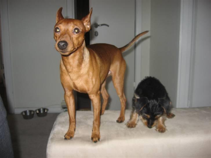 Dvaergpinscher Snoopy  - Snoops & lille Norah  billede 14