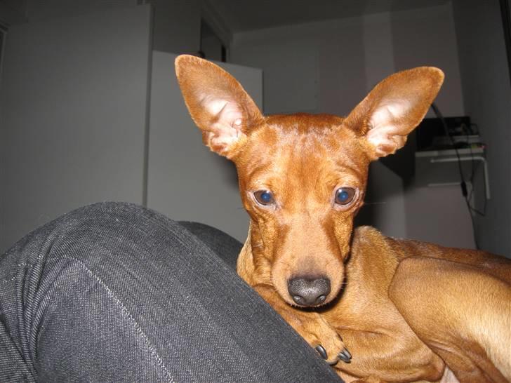 Dvaergpinscher Snoopy  billede 16