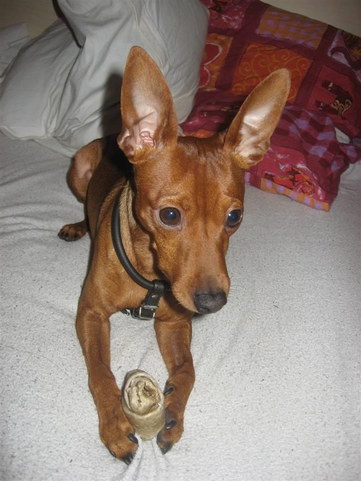 Dvaergpinscher Snoopy  billede 17