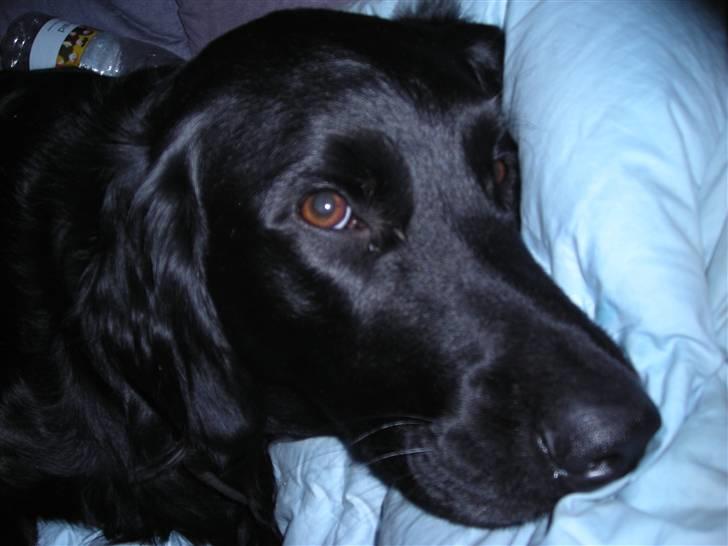 Blanding af racer yankie billede 13