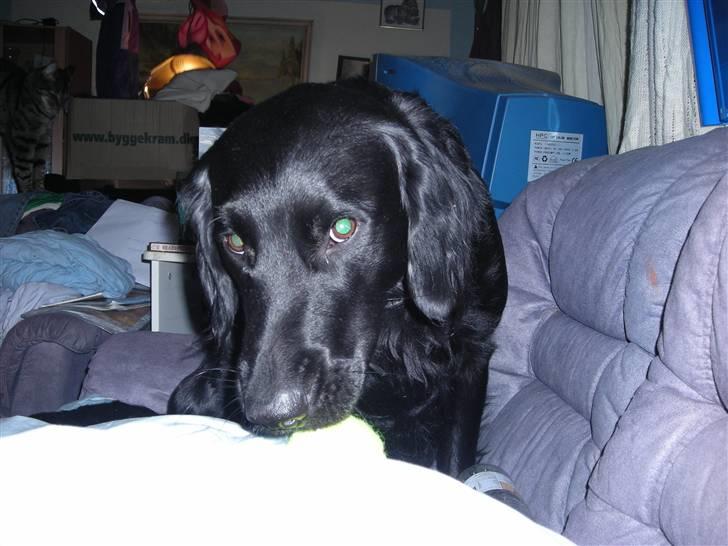 Blanding af racer yankie billede 14