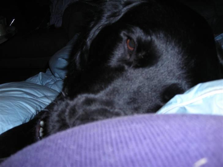 Blanding af racer yankie billede 15