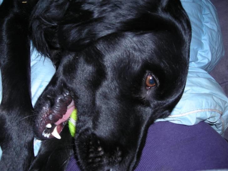 Blanding af racer yankie billede 16