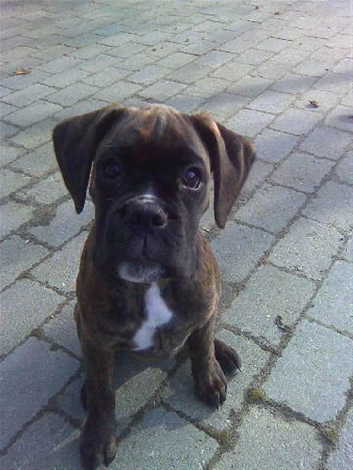 Boxer Mila billede 20