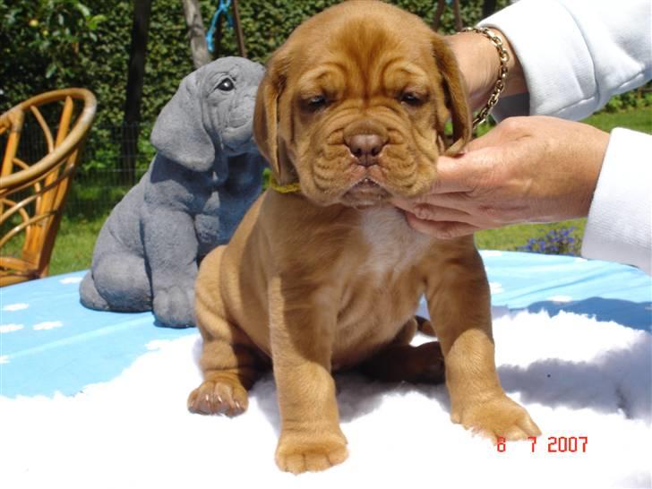 Dogue de bordeaux Vegasus Asja R.I.P. - 5 uger billede 1