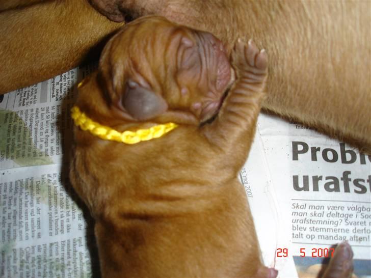 Dogue de bordeaux Vegasus Asja R.I.P. billede 2