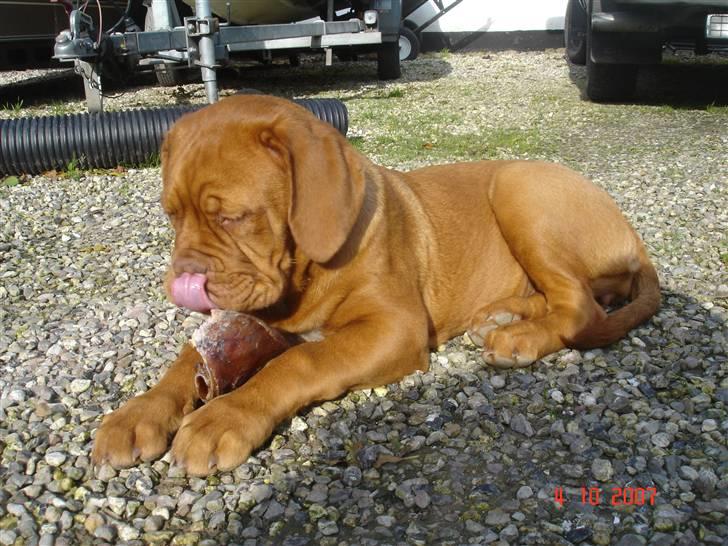 Dogue de bordeaux Vegasus Asja R.I.P. - uhmmm det er guf ca 3 mdr. billede 3