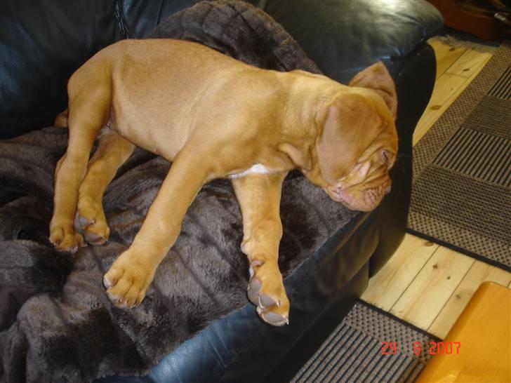 Dogue de bordeaux Vegasus Asja R.I.P. - Ren afslapning ca 4 mdr. billede 4