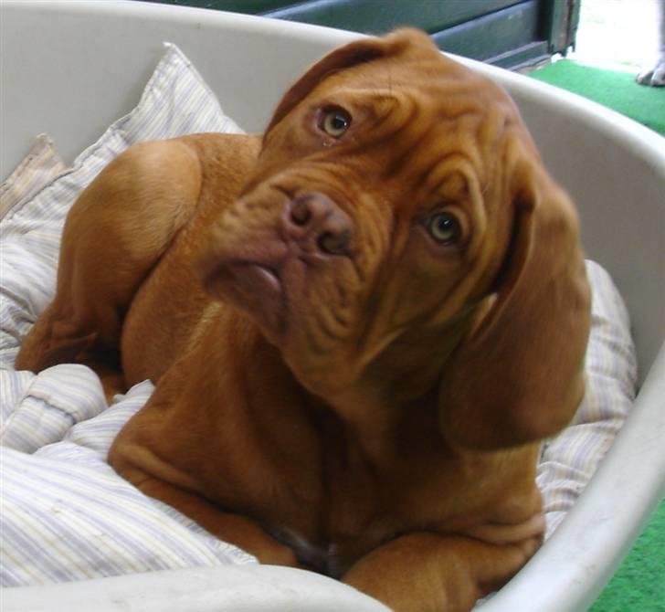 Dogue de bordeaux Vegasus Asja R.I.P. - Er jeg ik sød ca. 4 mdr. billede 5