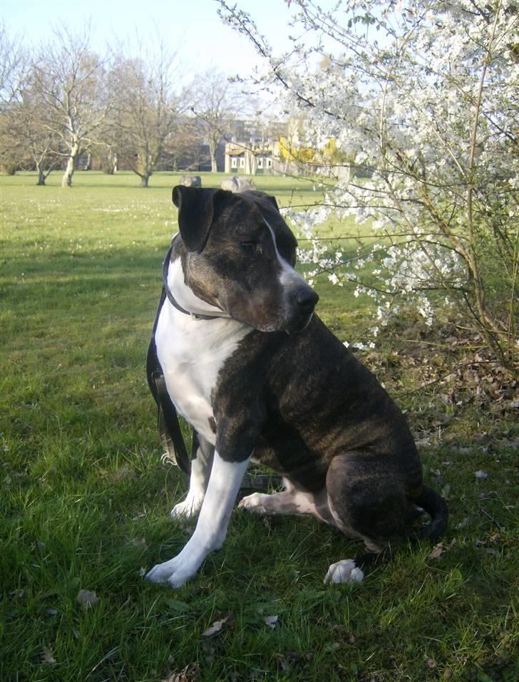 Amerikansk staffordshire terrier Samson R.I.P 18/8-09 billede 14