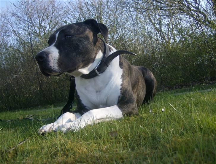Amerikansk staffordshire terrier Samson R.I.P 18/8-09 billede 15