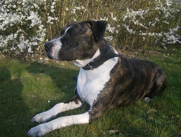 Amerikansk staffordshire terrier Samson R.I.P 18/8-09 billede 16