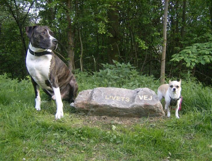 Amerikansk staffordshire terrier Samson R.I.P 18/8-09 billede 17