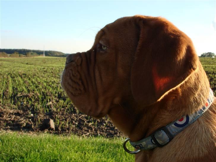 Dogue de bordeaux Vegasus Asja R.I.P. - Asja holder øje med køerne billede 6