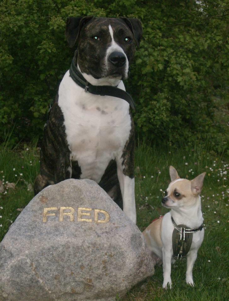 Amerikansk staffordshire terrier Samson R.I.P 18/8-09 billede 18