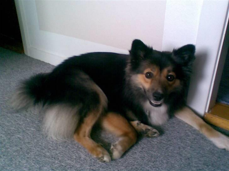 Islandsk fårehund Höféasel Snælda - Her er hun lige blevet friseret og ligger og nyder det billede 1