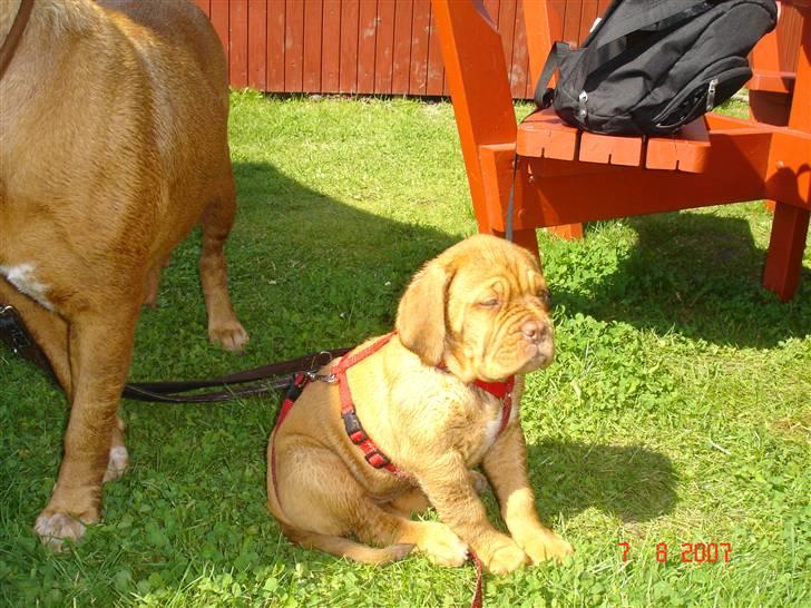 Dogue de bordeaux Vegasus Asja R.I.P. - Her har vi lige været ude o bade billede 7