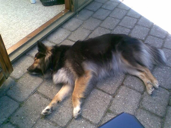 Islandsk fårehund Höféasel Snælda - Sommeren 07 ude på terrassen i skyggen. Hun ligger bare og slapper af billede 2