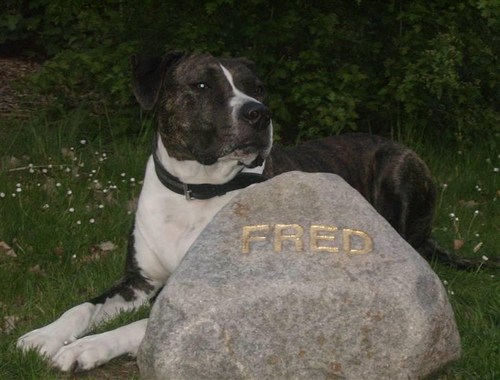 Amerikansk staffordshire terrier Samson R.I.P 18/8-09 billede 19