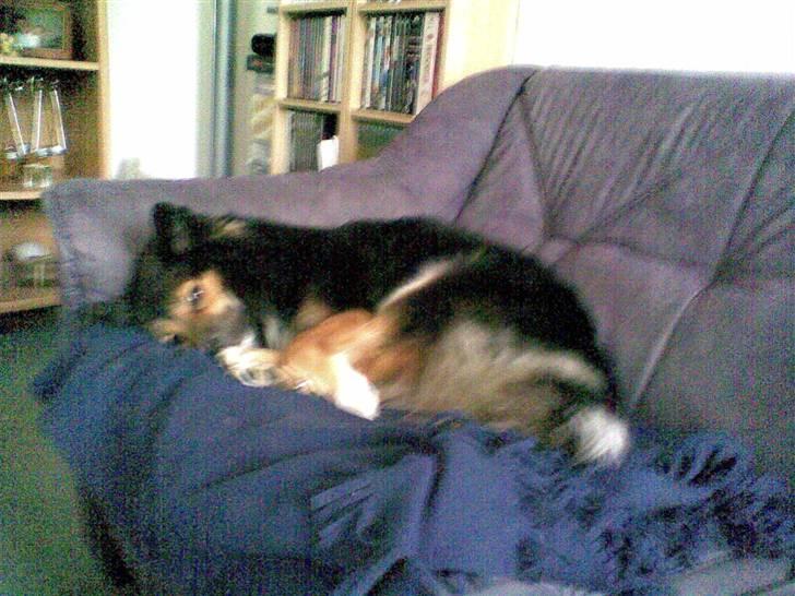 Islandsk fårehund Höféasel Snælda - Her havde hun sin midlertidlige plads på sofae billede 3