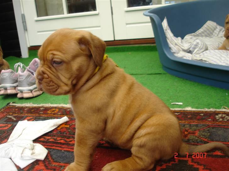 Dogue de bordeaux Vegasus Asja R.I.P. - 5 uger billede 8