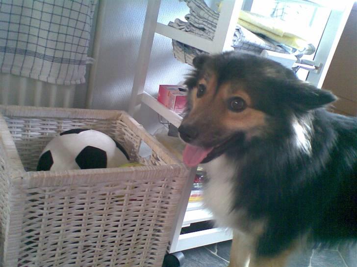 Islandsk fårehund Höféasel Snælda - Hun skal lige til at nappe lidt af hendes legetøjskurv billede 4