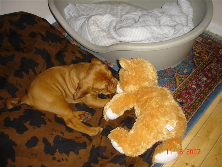 Dogue de bordeaux Vegasus Asja R.I.P. - Hygge med bamse da han levede ha ha billede 9