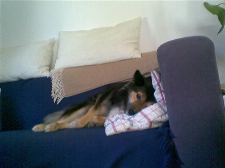 Islandsk fårehund Höféasel Snælda - Puder kan hun også lide at ligge på. Hun ligner mig :-) billede 5